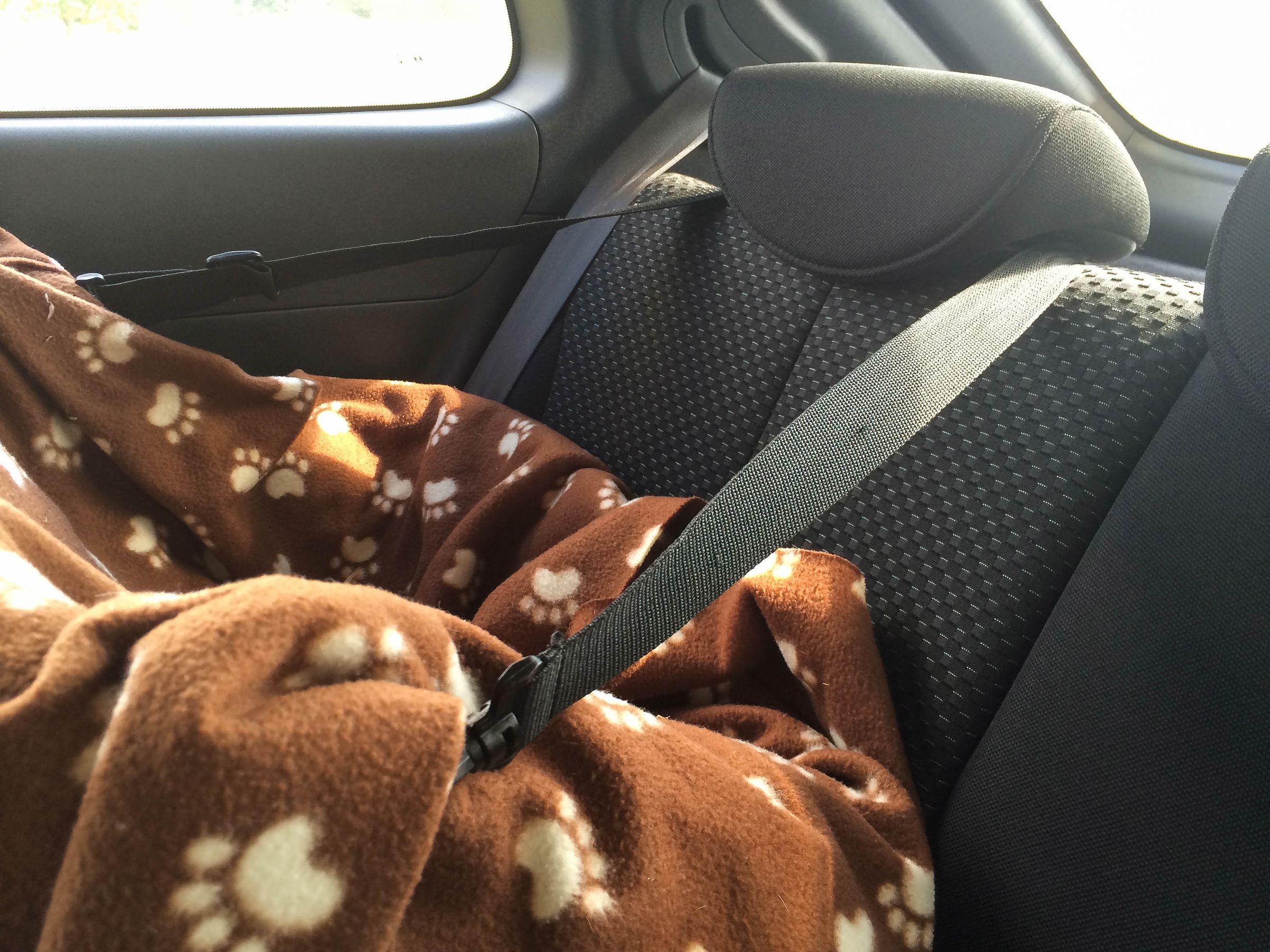 Cheap Safe Dog Car Seat 10 Steps (with Pictures) Instructables