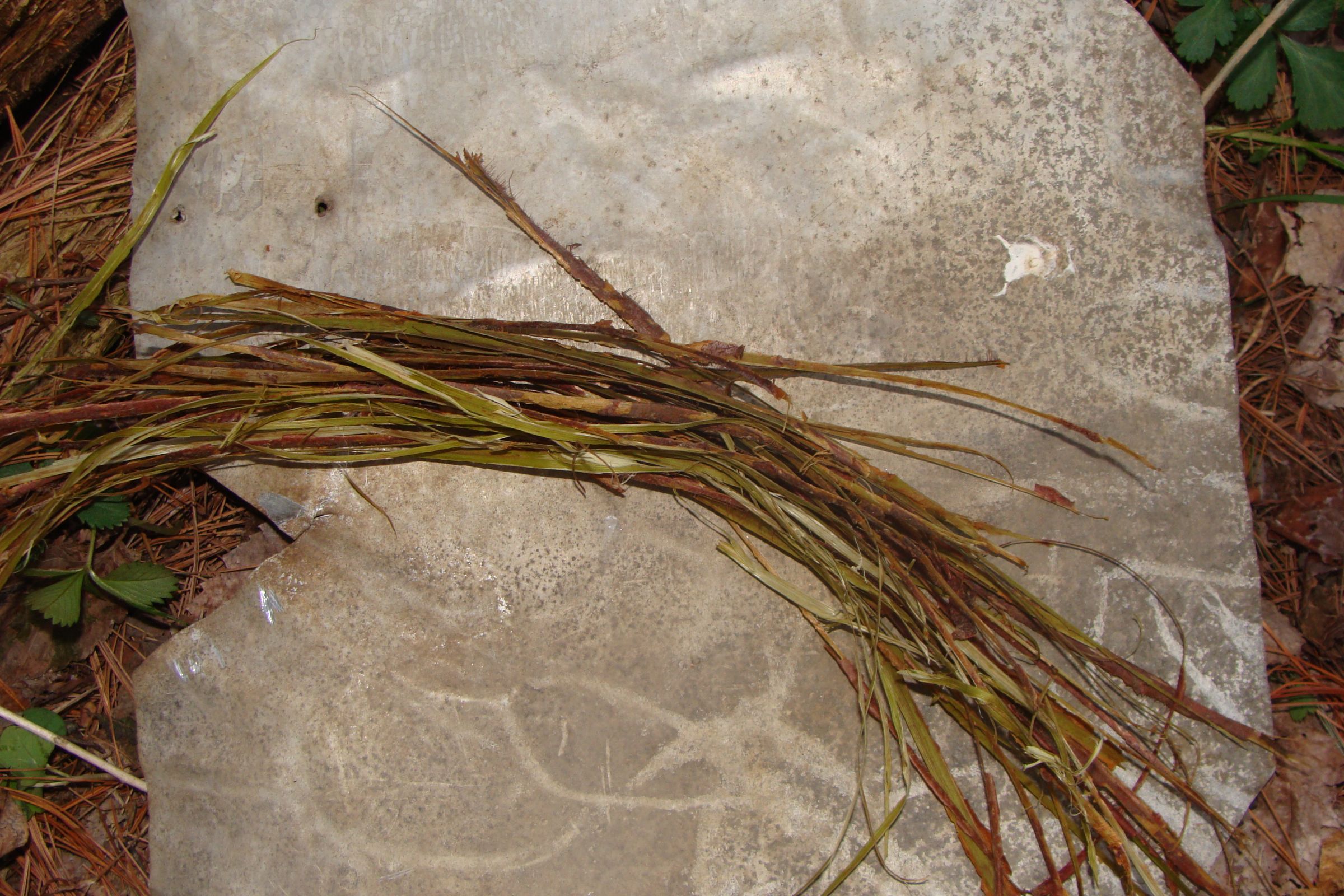 Natural Cordage 7 Steps (with Pictures) Instructables