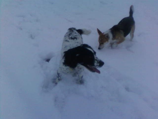 dog manners training