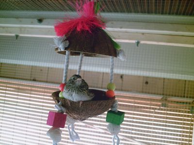 walk in bird aviary 9 steps with pictures instructables