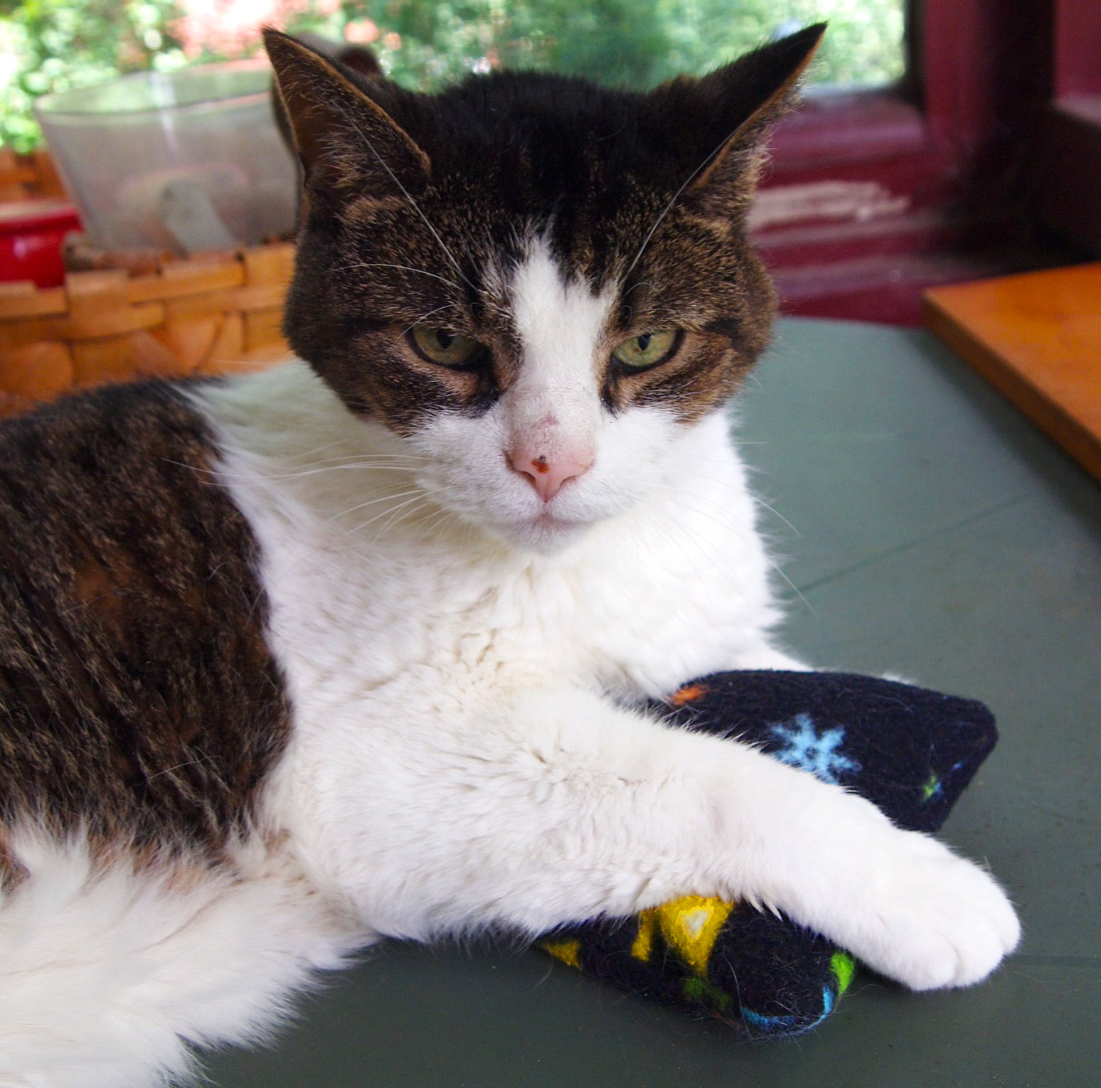 Catnip Pillows 3 Steps (with Pictures) Instructables