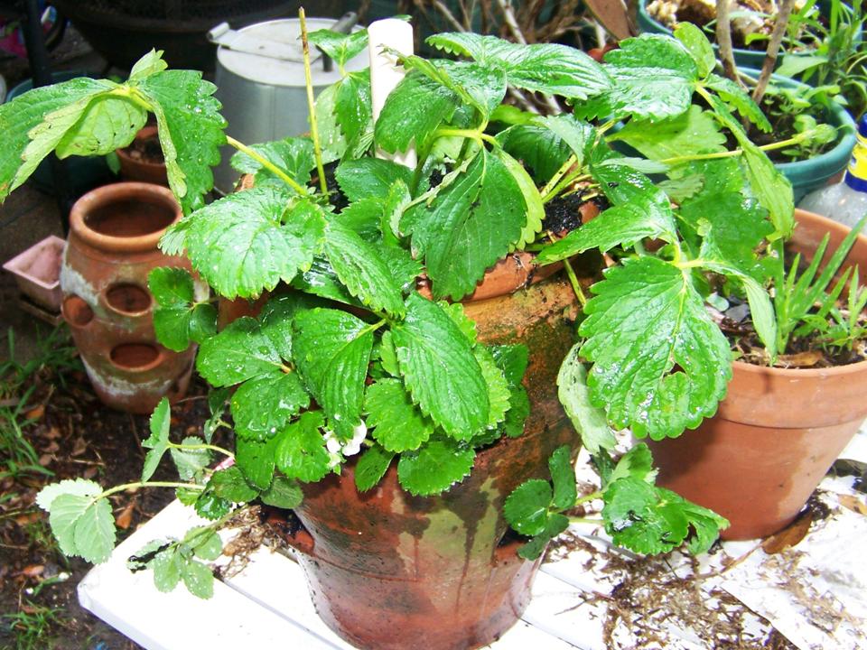 How to Plant a Strawberry Pot With Strawberries 6 Steps
