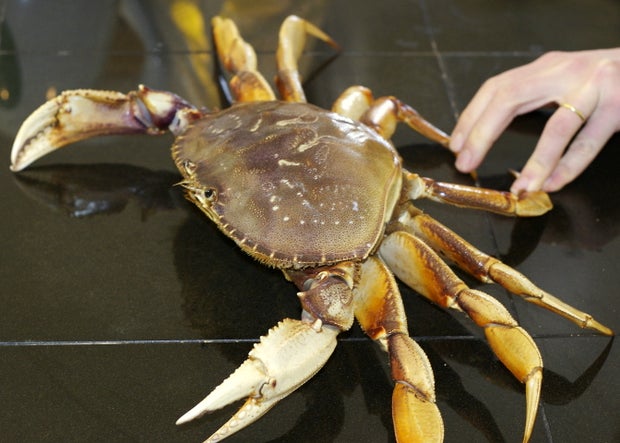 How To Cook And Clean A Fresh Dungeness Crab : 11 Steps (With Pictures) -  Instructables