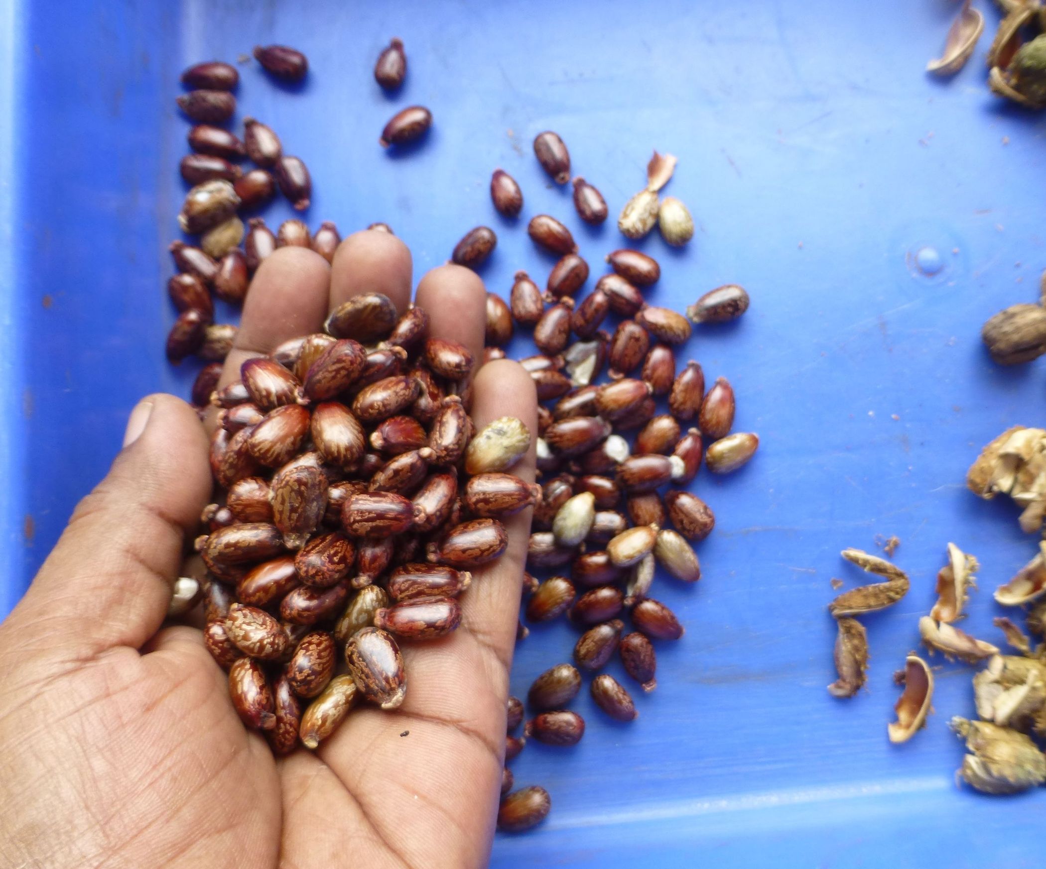 Castor Oil: Part 1- How to Grow and Harvest Beans From Castor Oil Plant