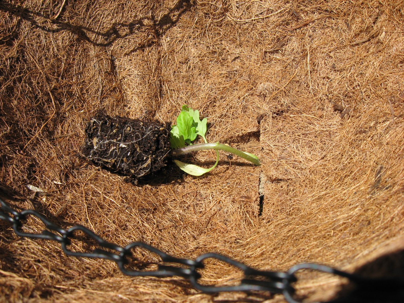 How to Plant Hanging Upsidedown Tomatoes 9 Steps (with Pictures) Instructables
