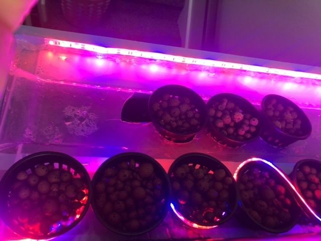 fish tank aquaponics topper : 7 steps - instructables