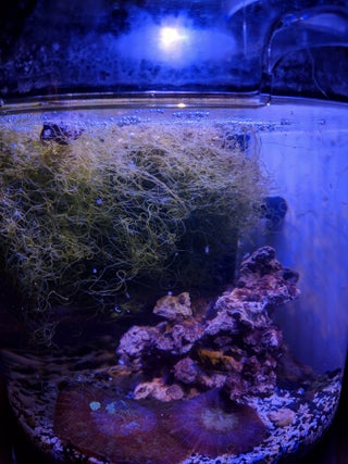 25 Pico Aquarium Reef Light Instructables