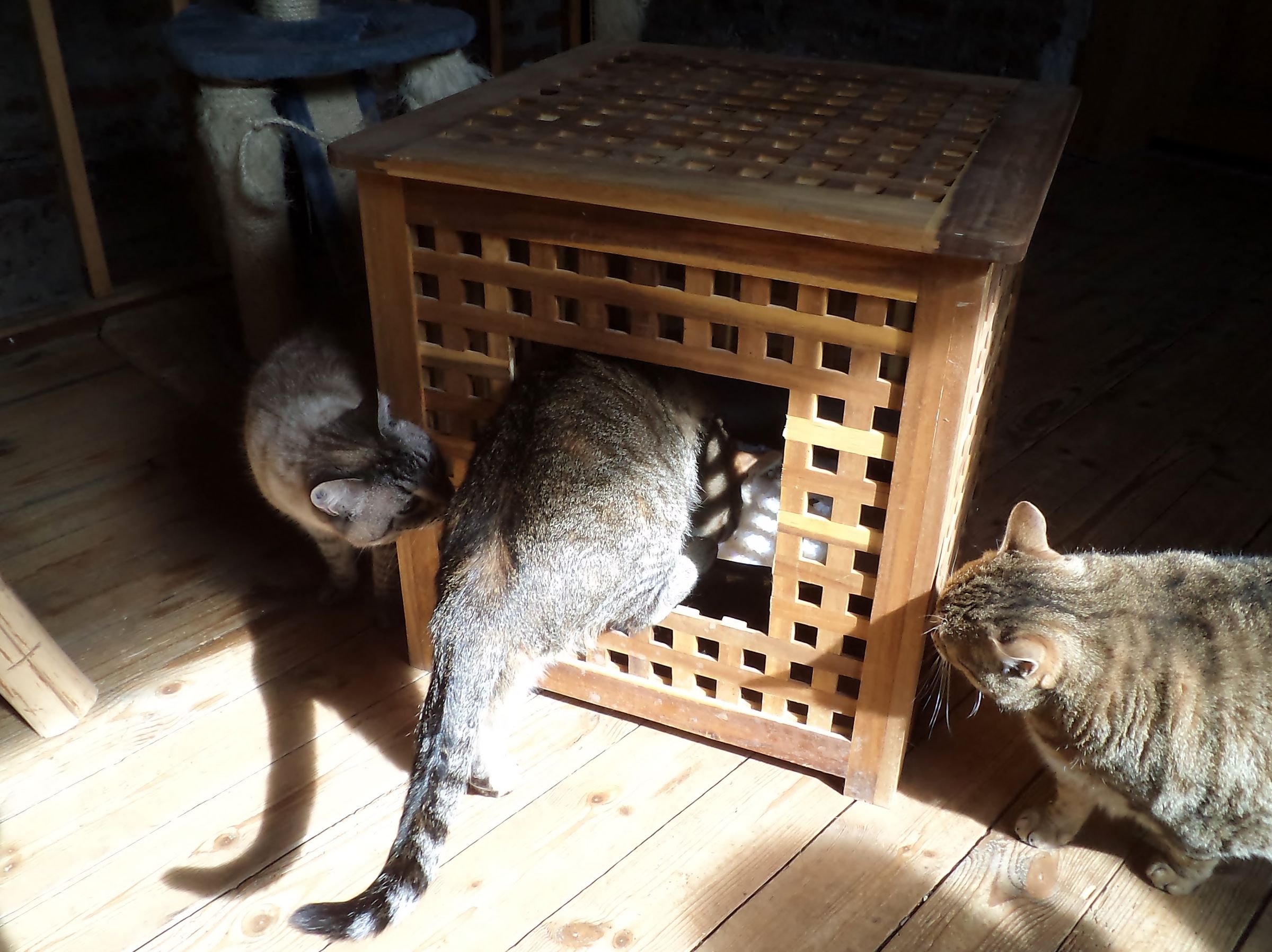 Elegant Ikea Hack Litterbox : 3 Steps (with Pictures) - Instructables