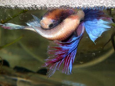 betta fish breading