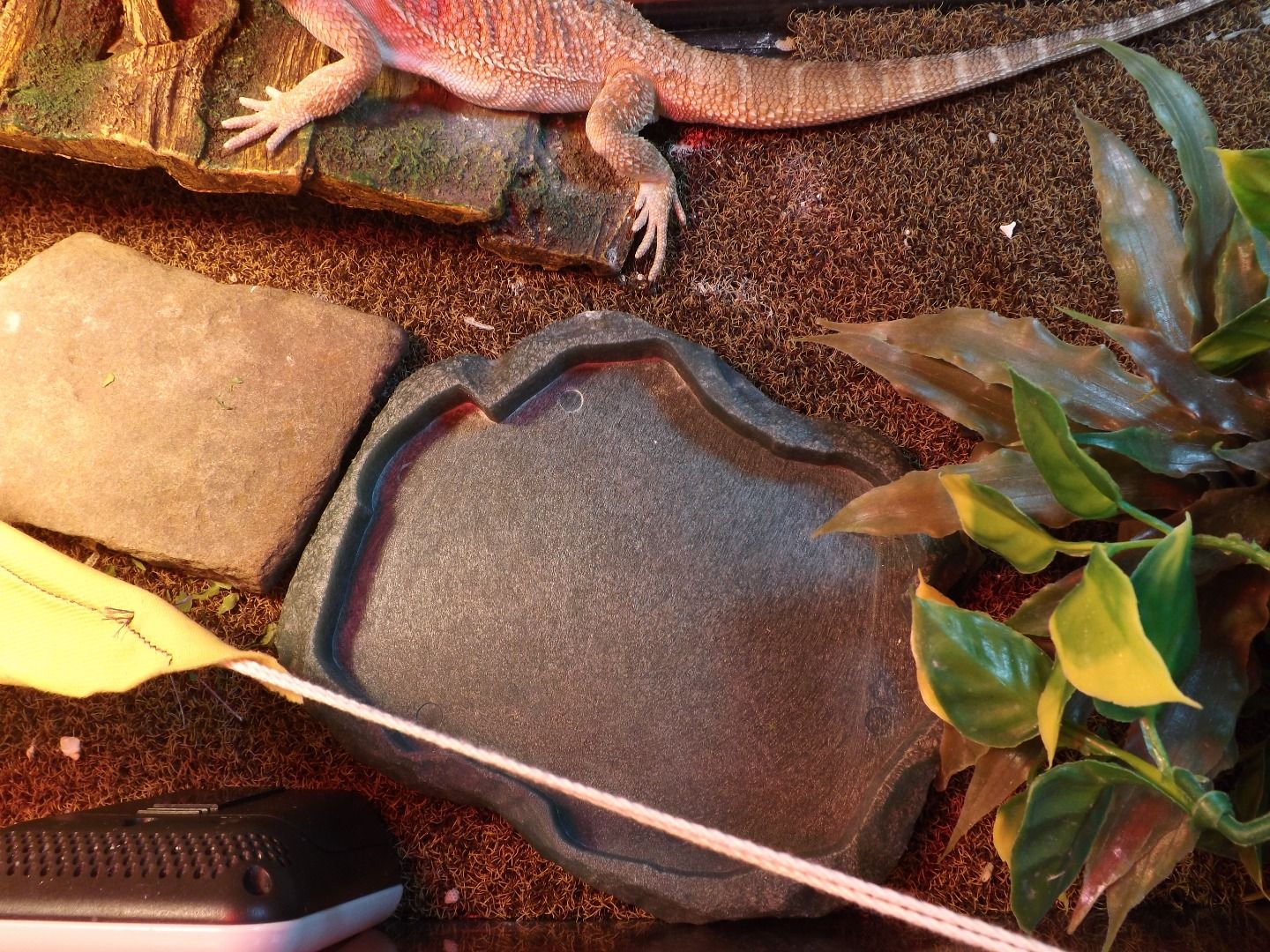 The Proper Way to Set Up a Bearded Dragon Enclosure 5 Steps (with Pictures) Instructables