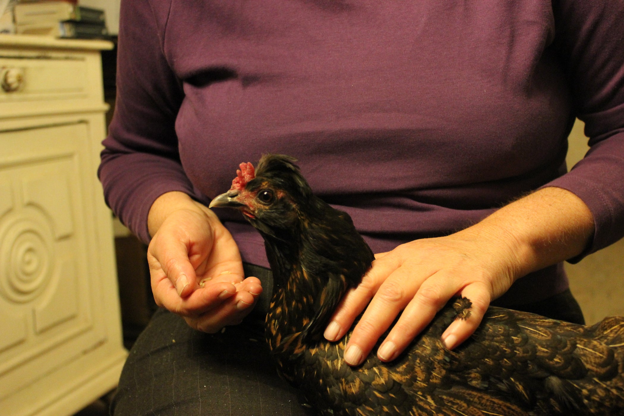 Why Do Hens Go Broody? Organic Poultry. an Holistic Approach to Brooding and Hatching Chicks