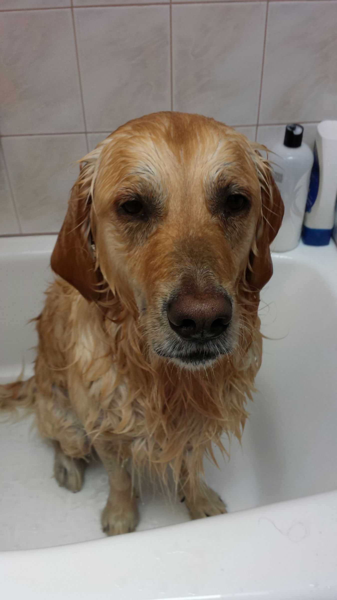 How to Wash Your Dog 7 Steps (with Pictures) Instructables