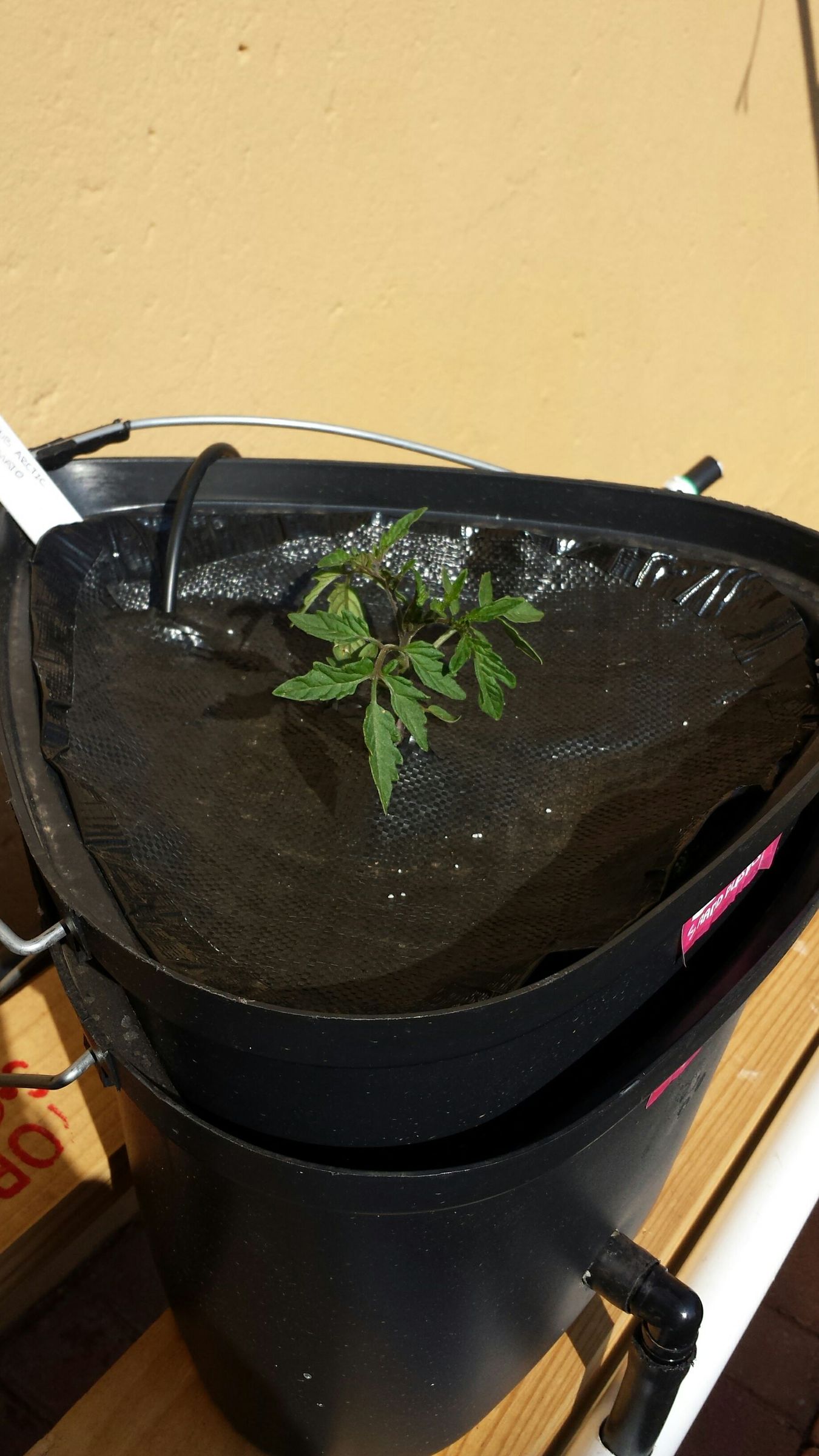 Dutch Bucket Hydroponics 8 Steps (with Pictures) Instructables