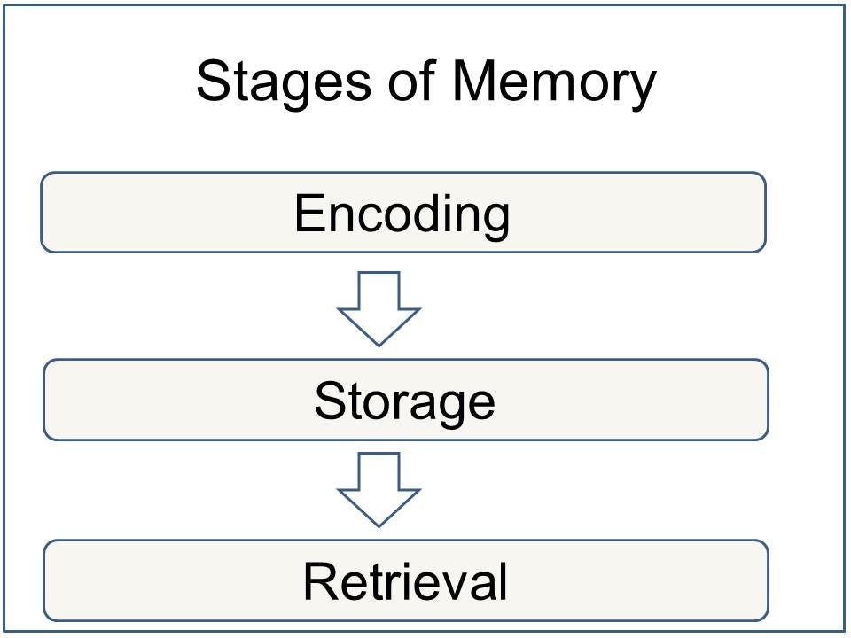 short term memory experiment