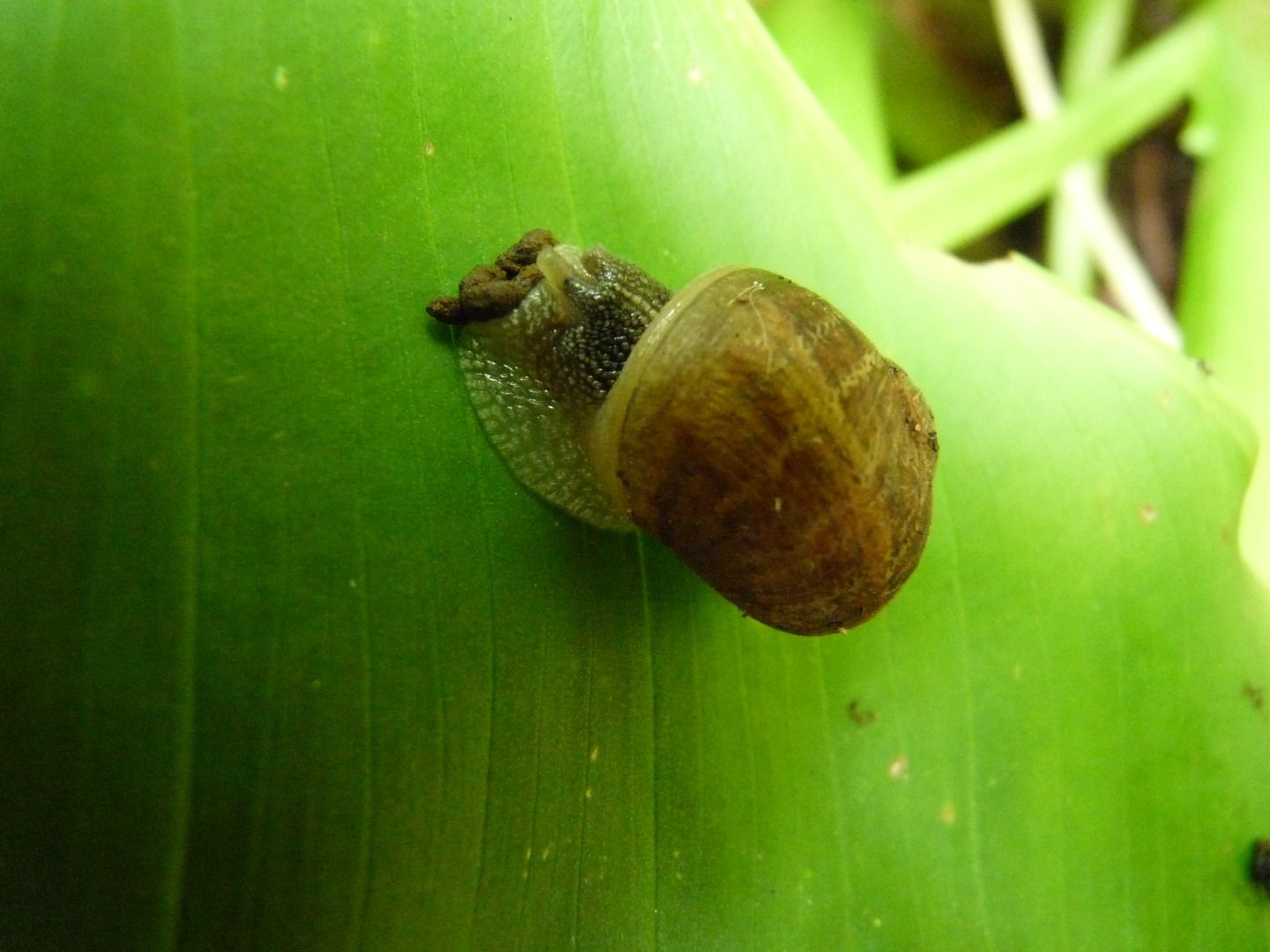 Effective Slug and Snail Trap 5 Steps (with Pictures) Instructables