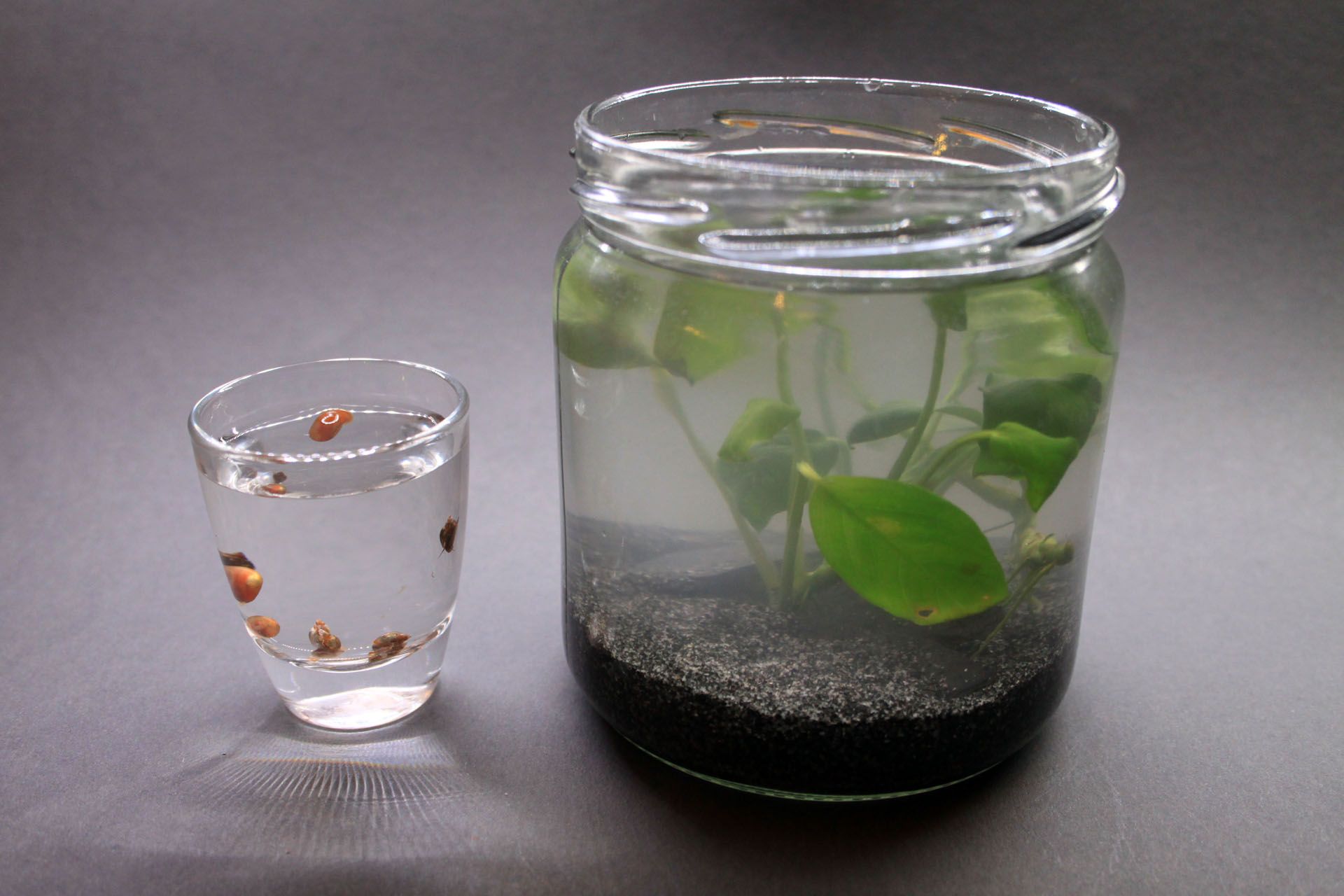 jar aquarium