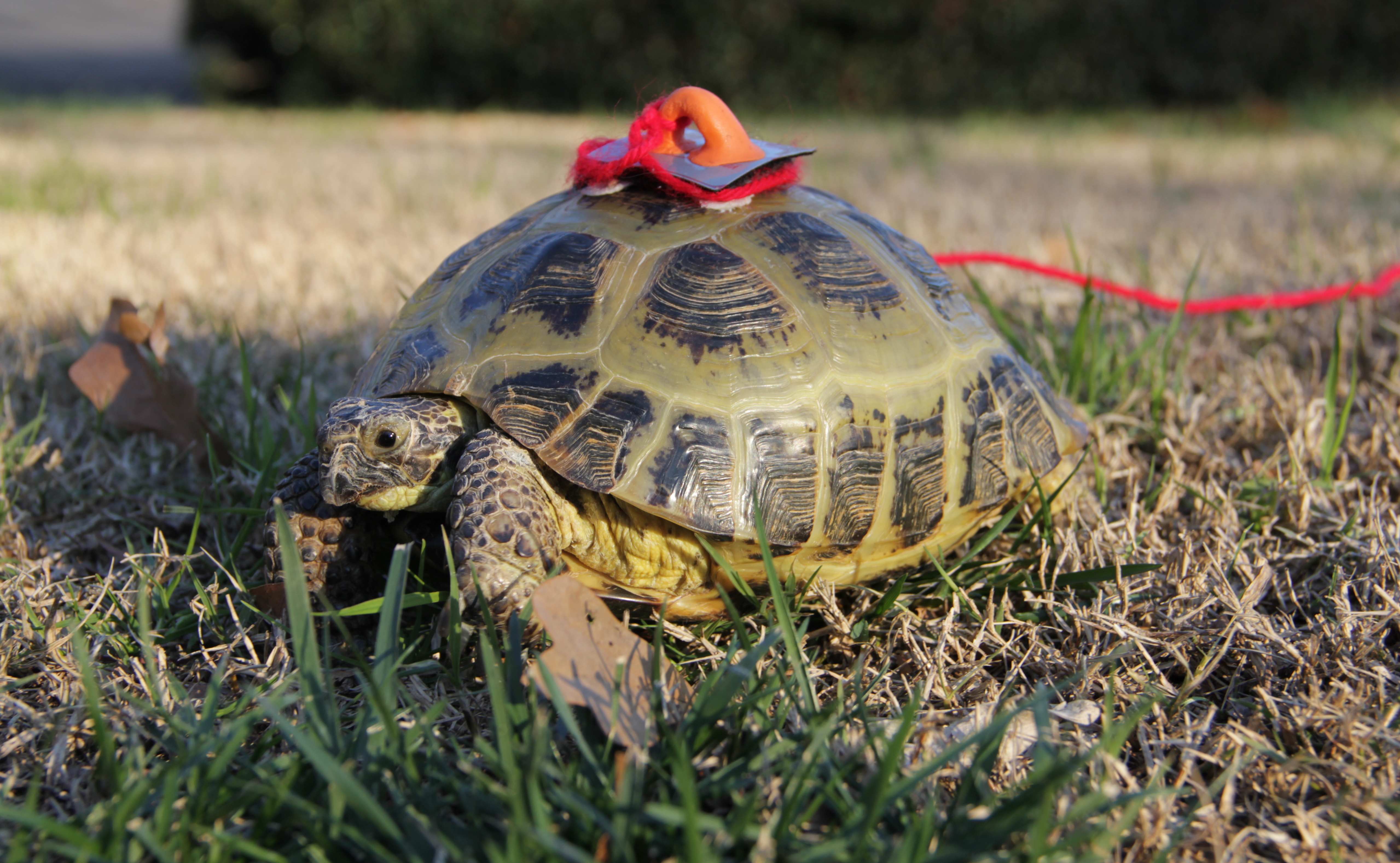 Pet turtle tracker Clearance