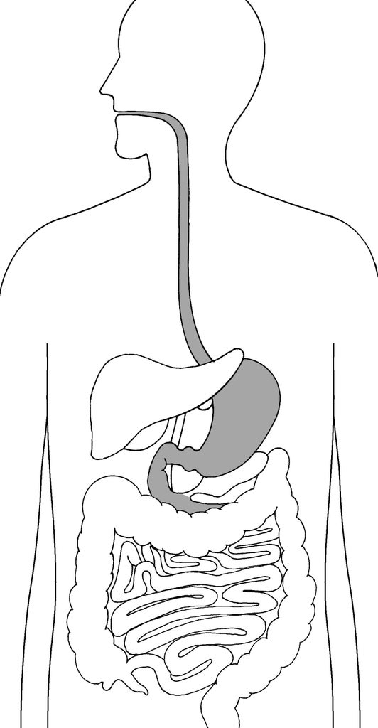 Our Digestive System : 3 Steps - Instructables