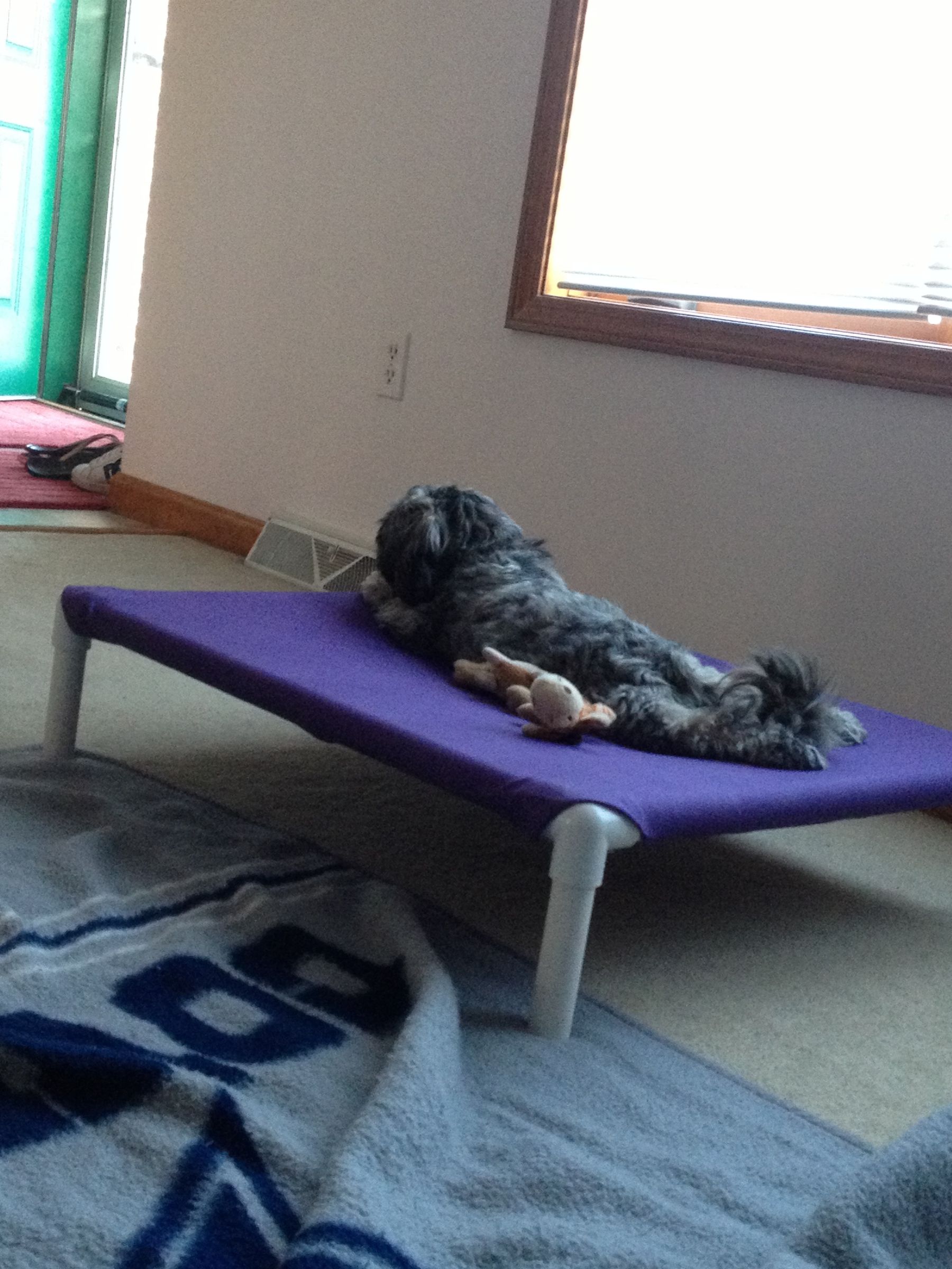 Build a Dog Cot for Around 10 15 Steps Instructables