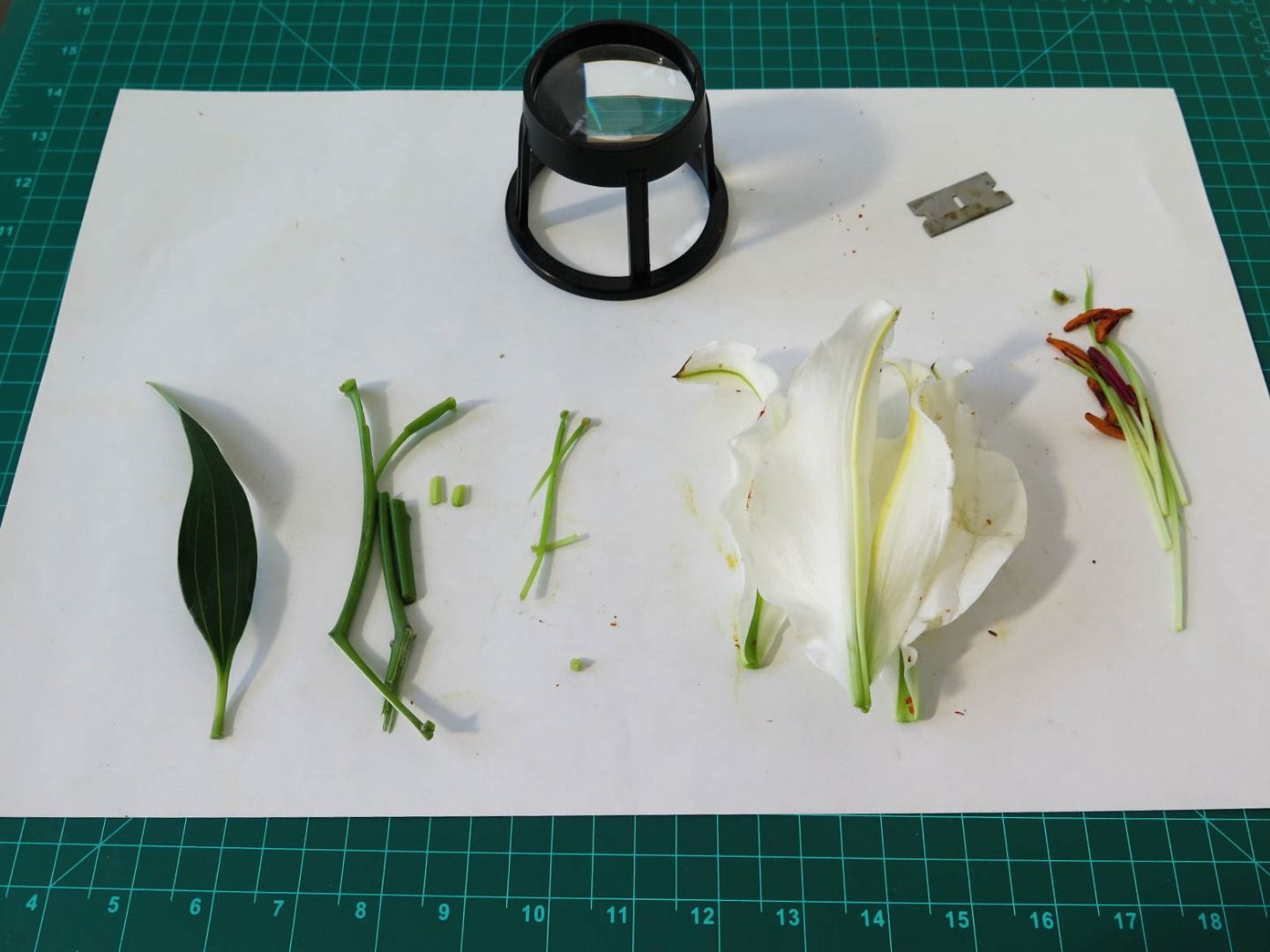 Flower Dissection! 6 Steps (with Pictures) Instructables
