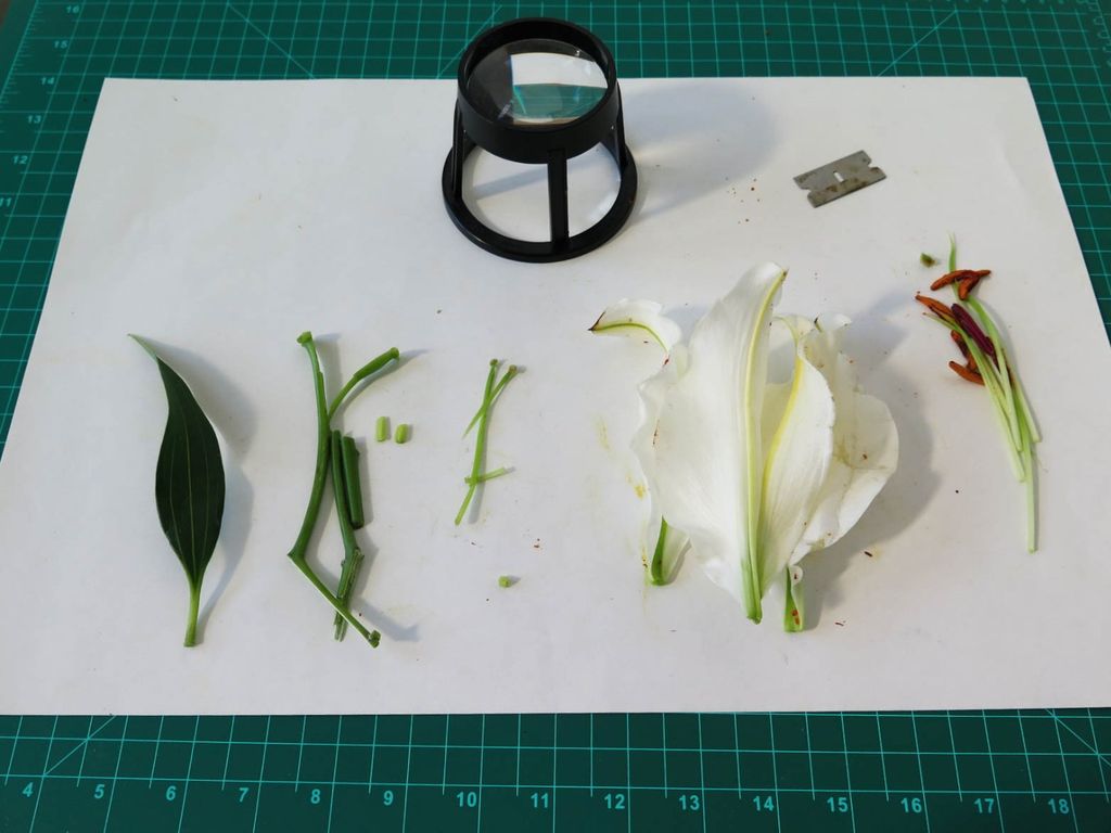 Disecting Glass Dissecting A Flower