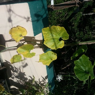 Growing Gourds Ridge Gourd Bitter Gourd And Snake Gourd 14 Steps With Pictures Instructables Growing Gourds Ridge Gourd Bitter Gourd And Snake Gourd 14 Steps With Pictures Instructables