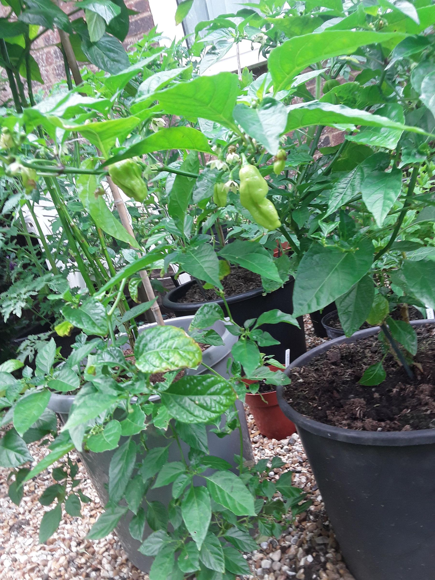 Growing the Carolina Reaper 5 Steps Instructables