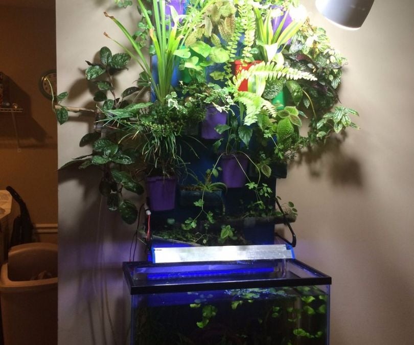 Aquarium Aquaponic Wall : 20 Steps (with Pictures) - Instructables