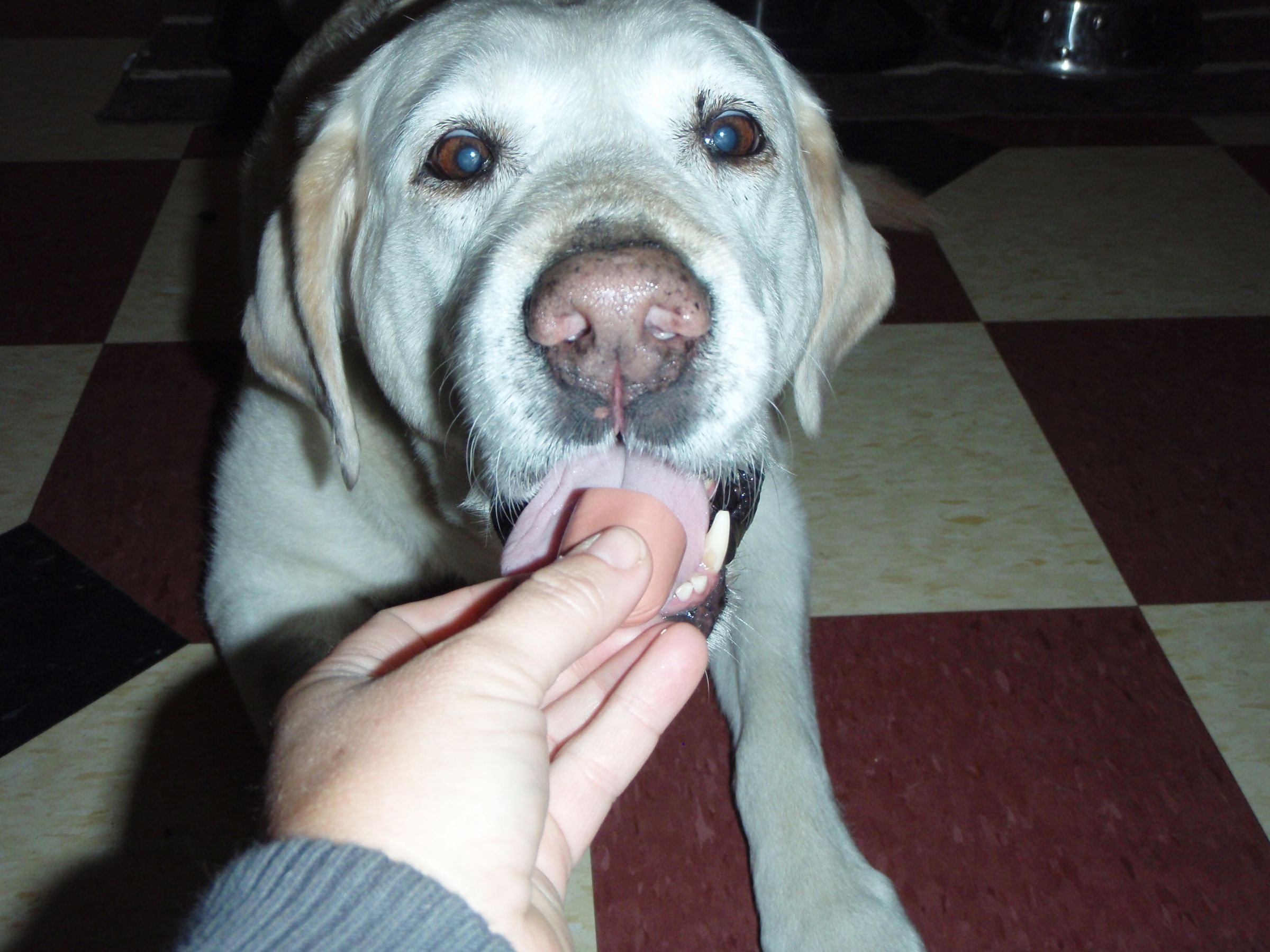 Cheap and Easy Pill Pockets for Dogs 4 Steps Instructables