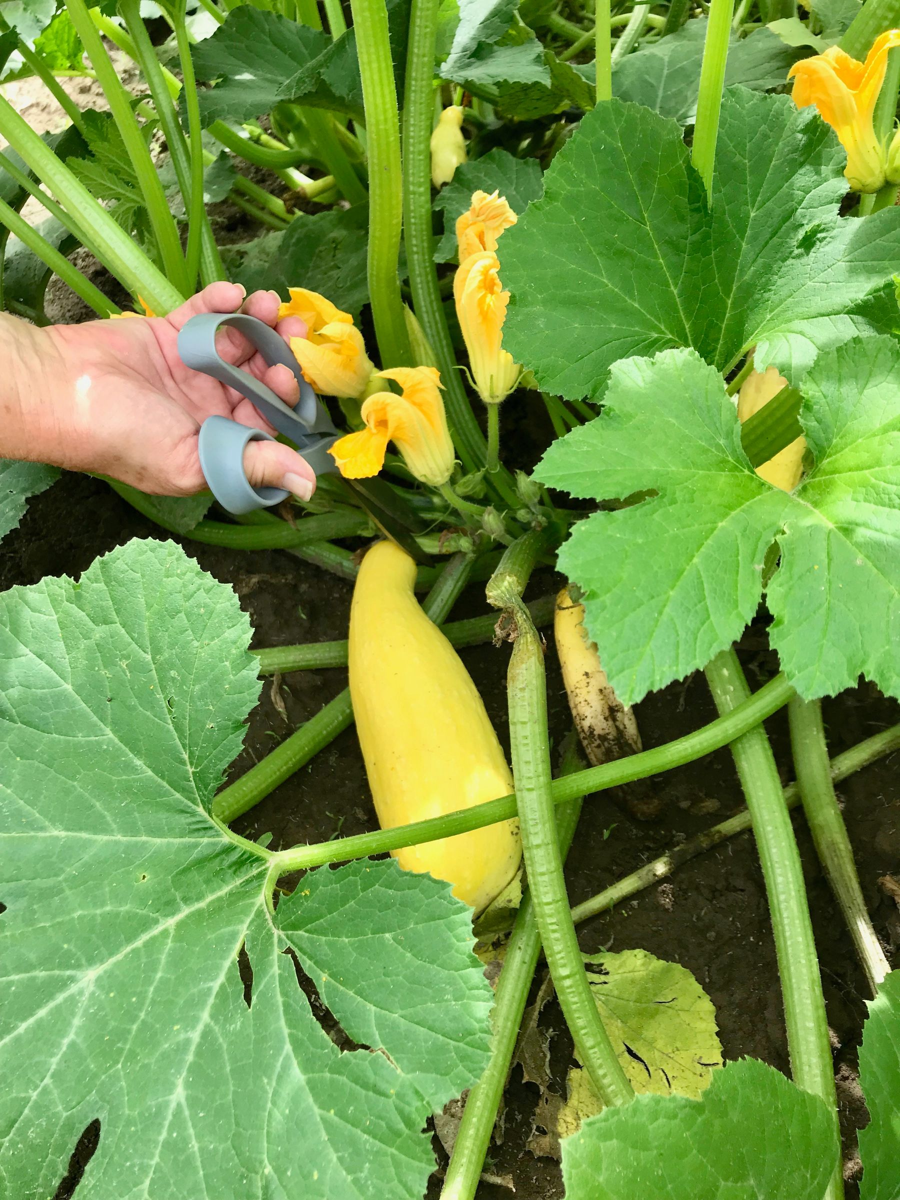 Bread & Butter Zucchini Relish 6 Steps (with Pictures) Instructables