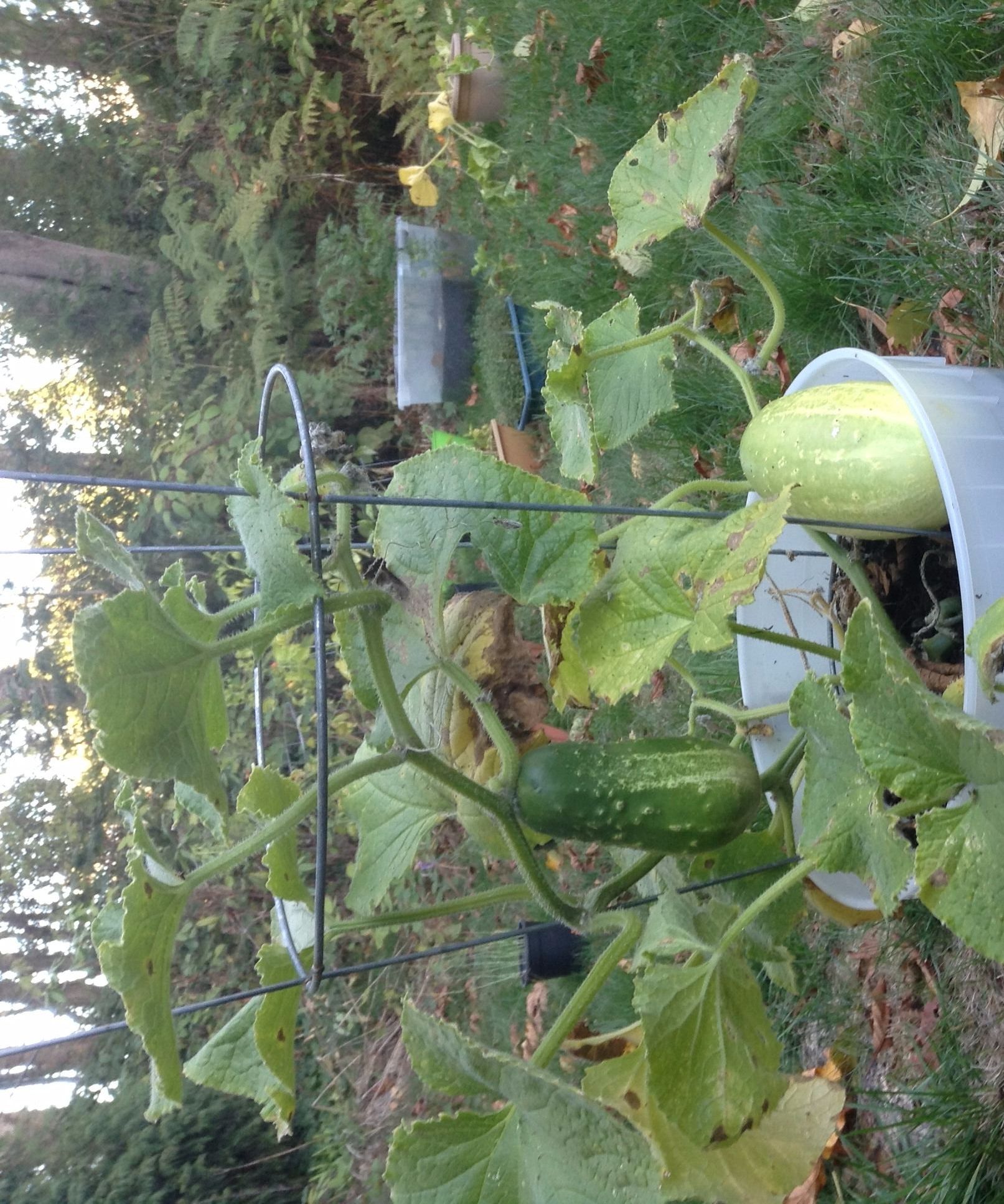 Healthy and Organic Garden From Store Bought Produce