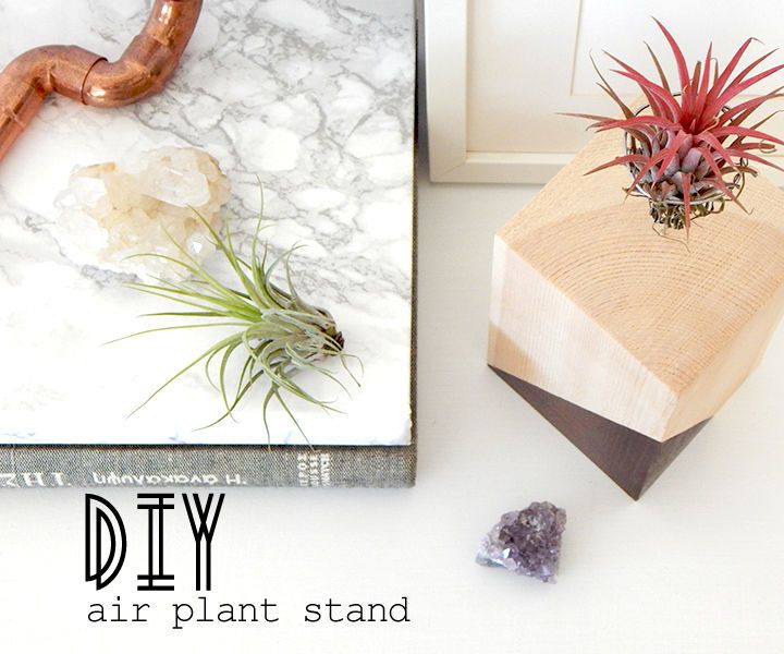 Air Plant Wood Stand 6 Steps (with Pictures) Instructables