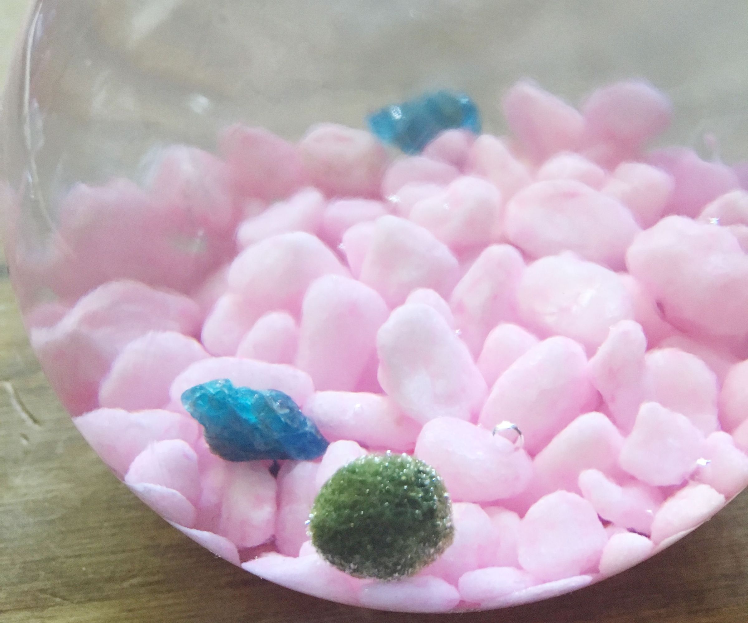 Marimo Moss Ball 