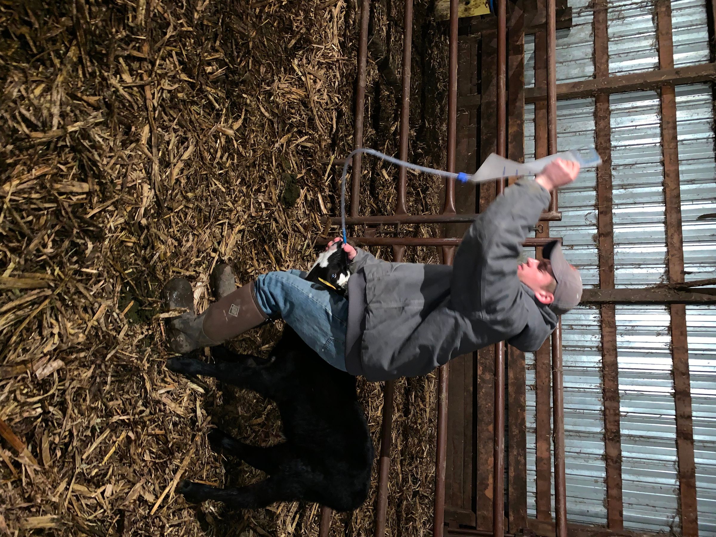 Tube Feeding a Calf 5 Steps Instructables