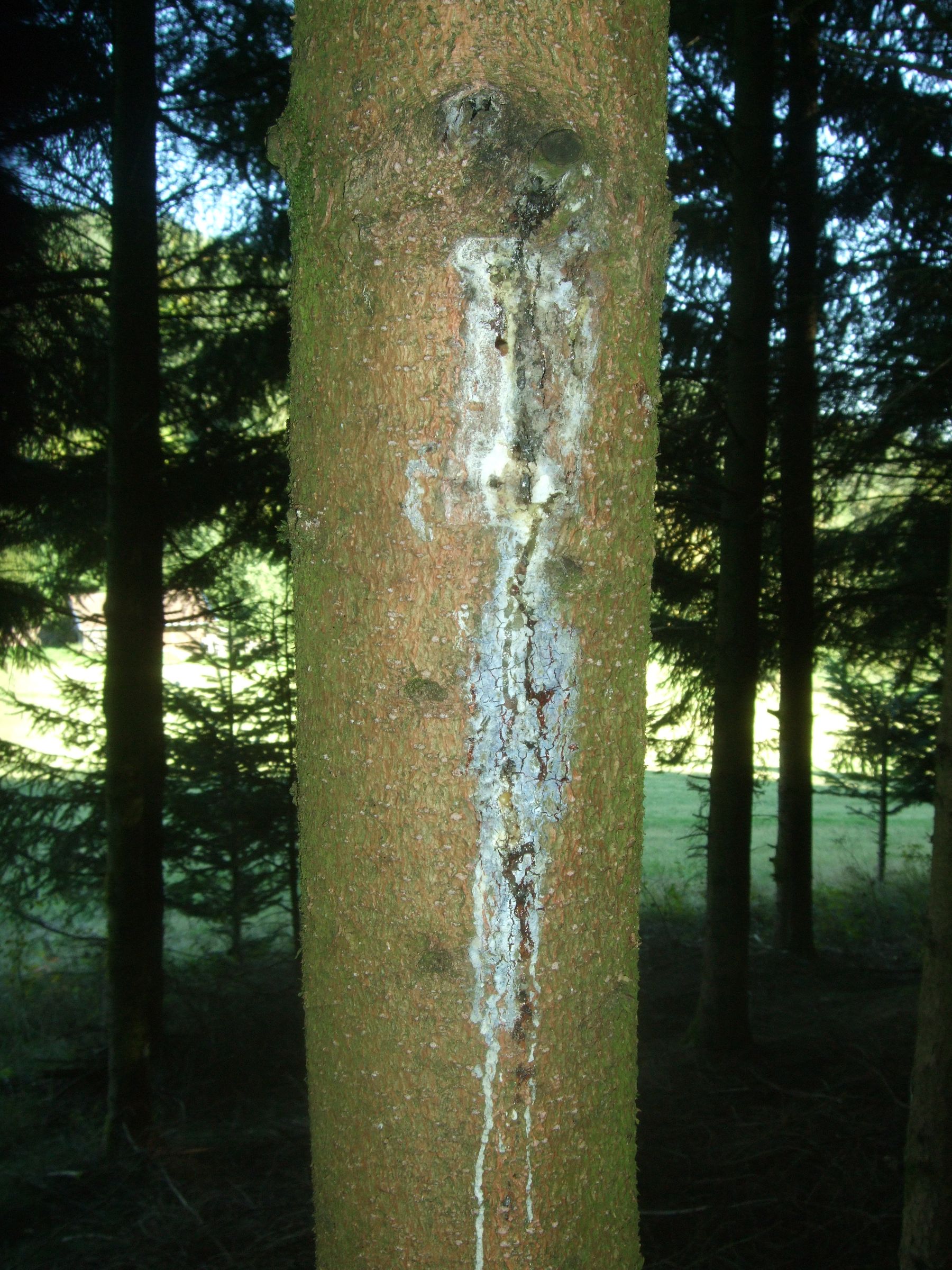 How to Resinate (clean Tree Resin) 11 Steps Instructables