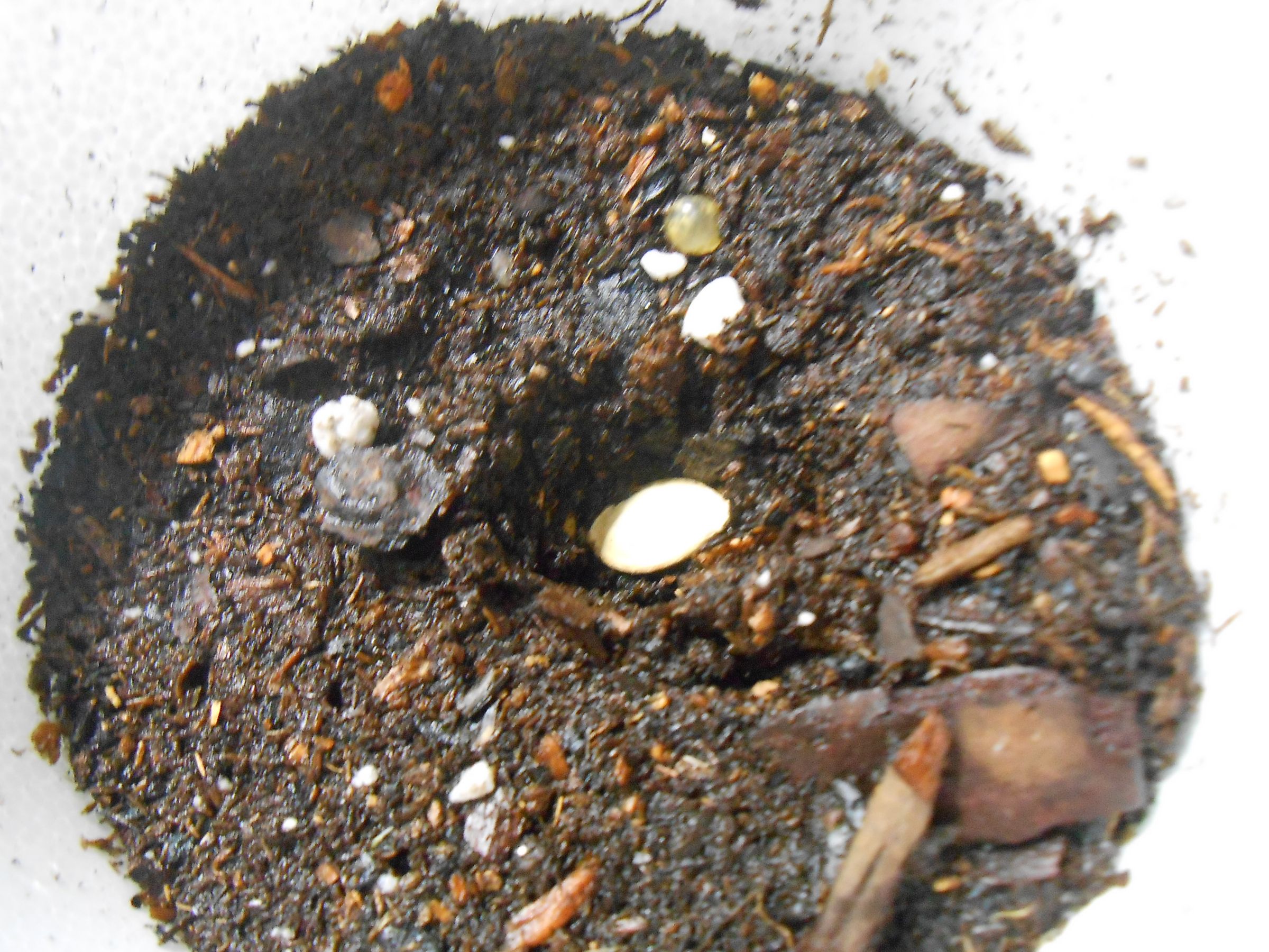 How to Grow Yellow Squash in Containers Instructables