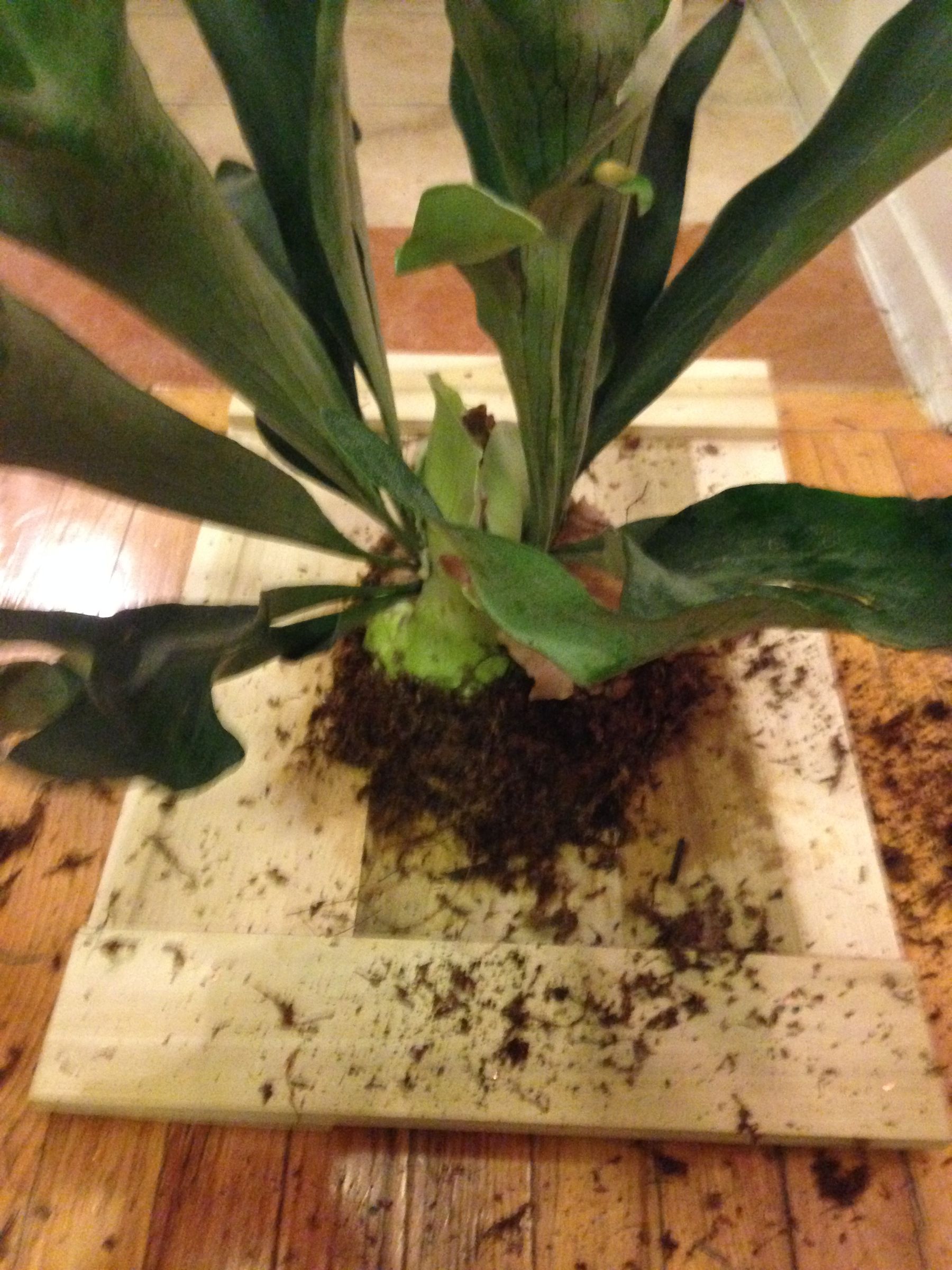 Plant Taxidermy Mounting a Staghorn Fern 10 Steps Instructables