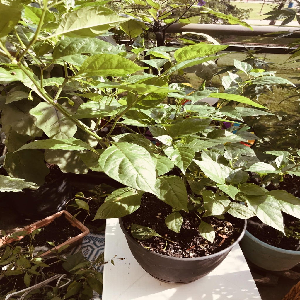 Growing the Carolina Reaper 5 Steps Instructables