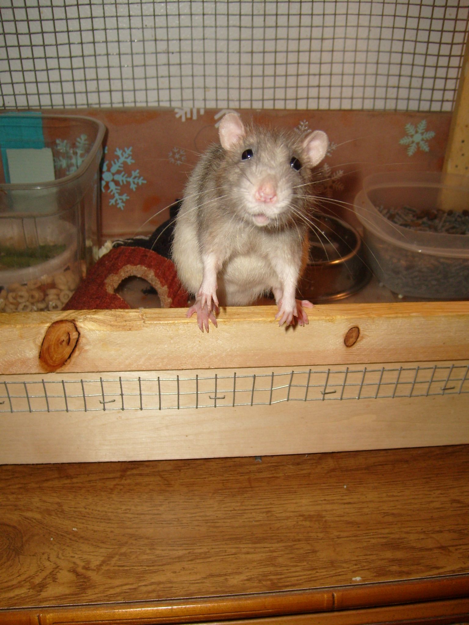 How To Pet Rats 8 Steps Instructables