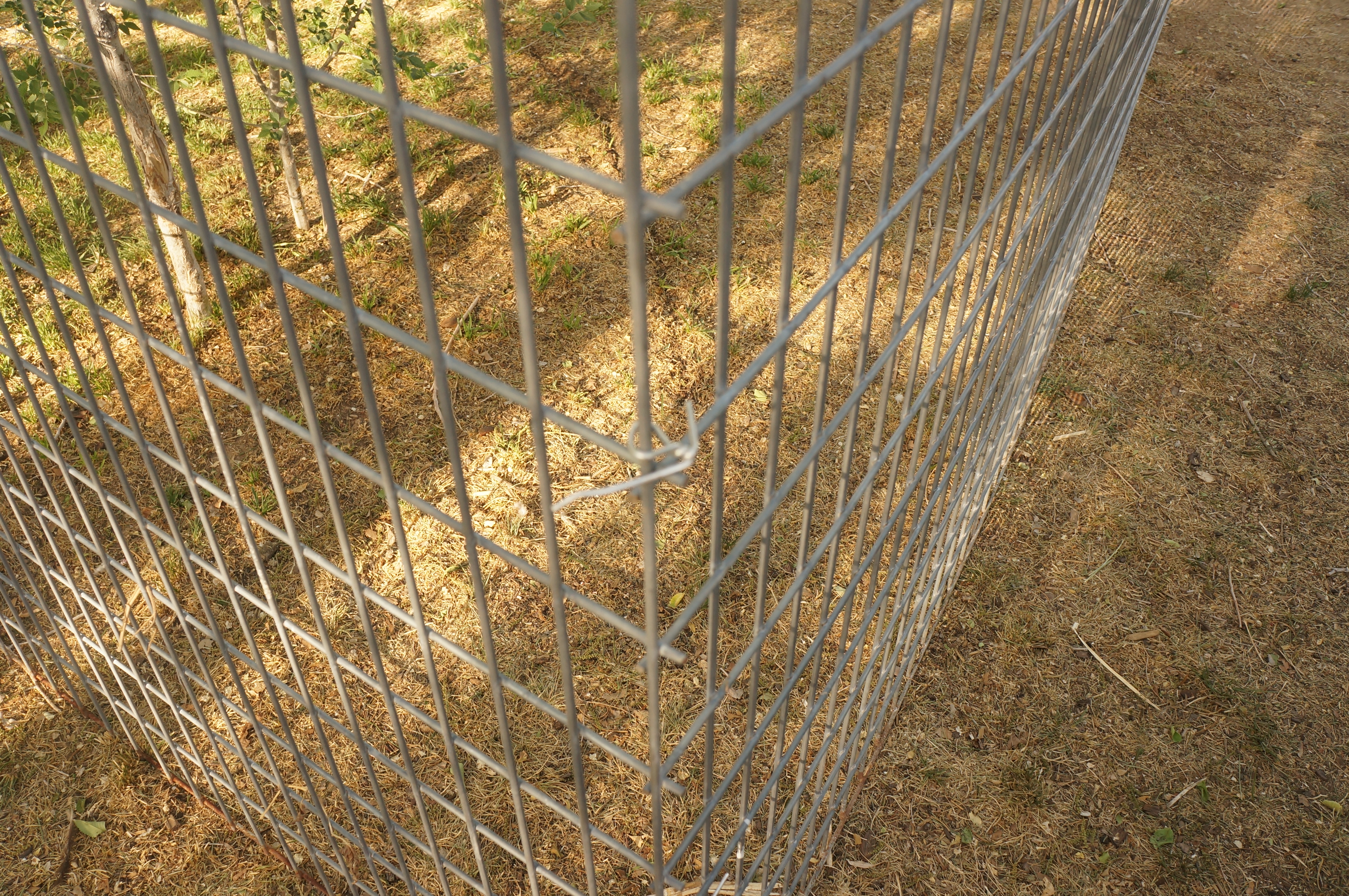 hog panel dog pen