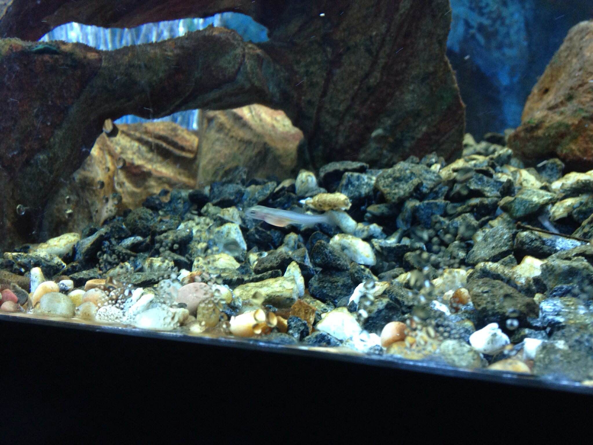 Aquaponics + Trout in the Classroom 4 Steps Instructables