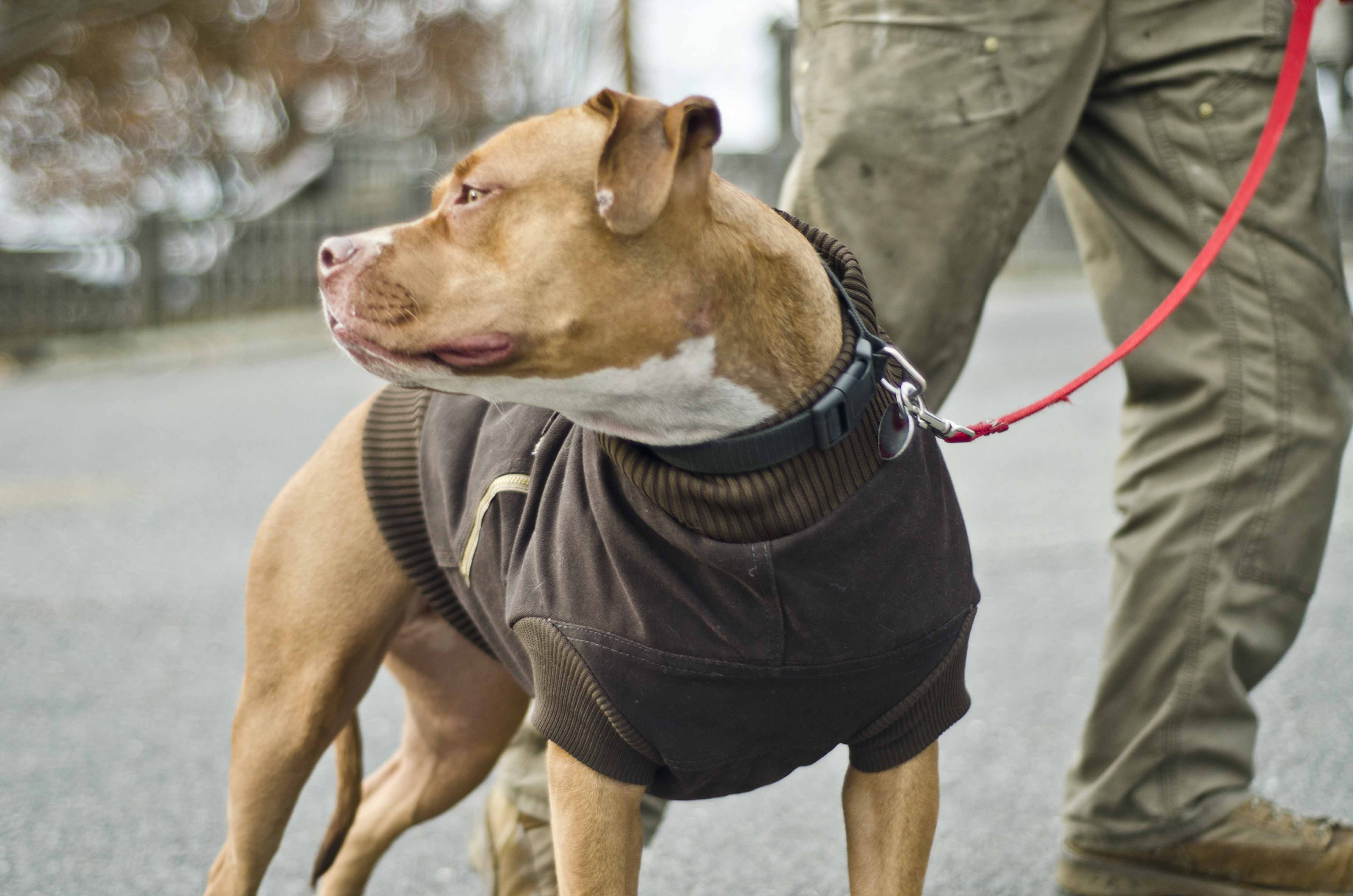 carhartt dog jacket