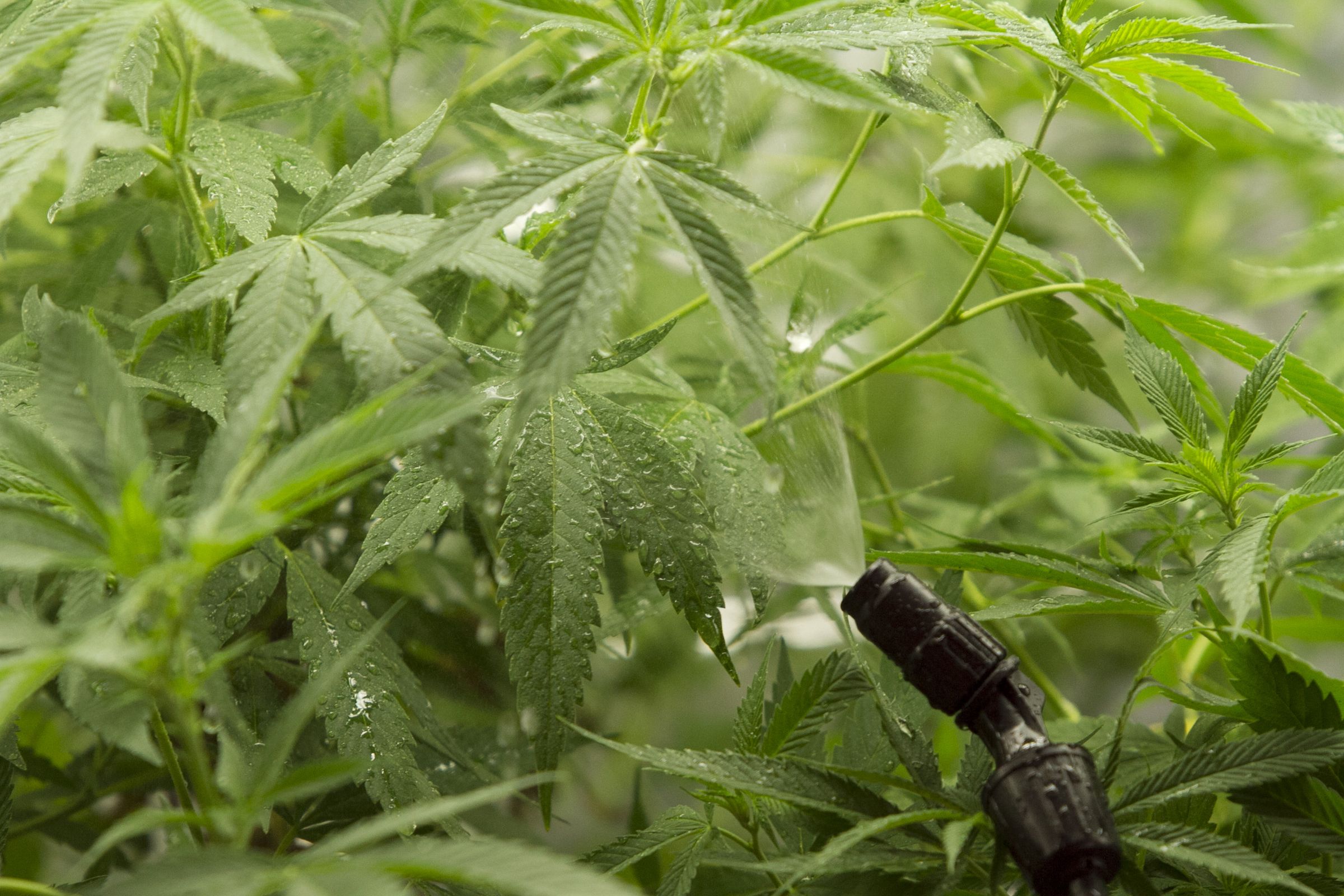 Killing Spider Mites 7 Steps (with Pictures) Instructables