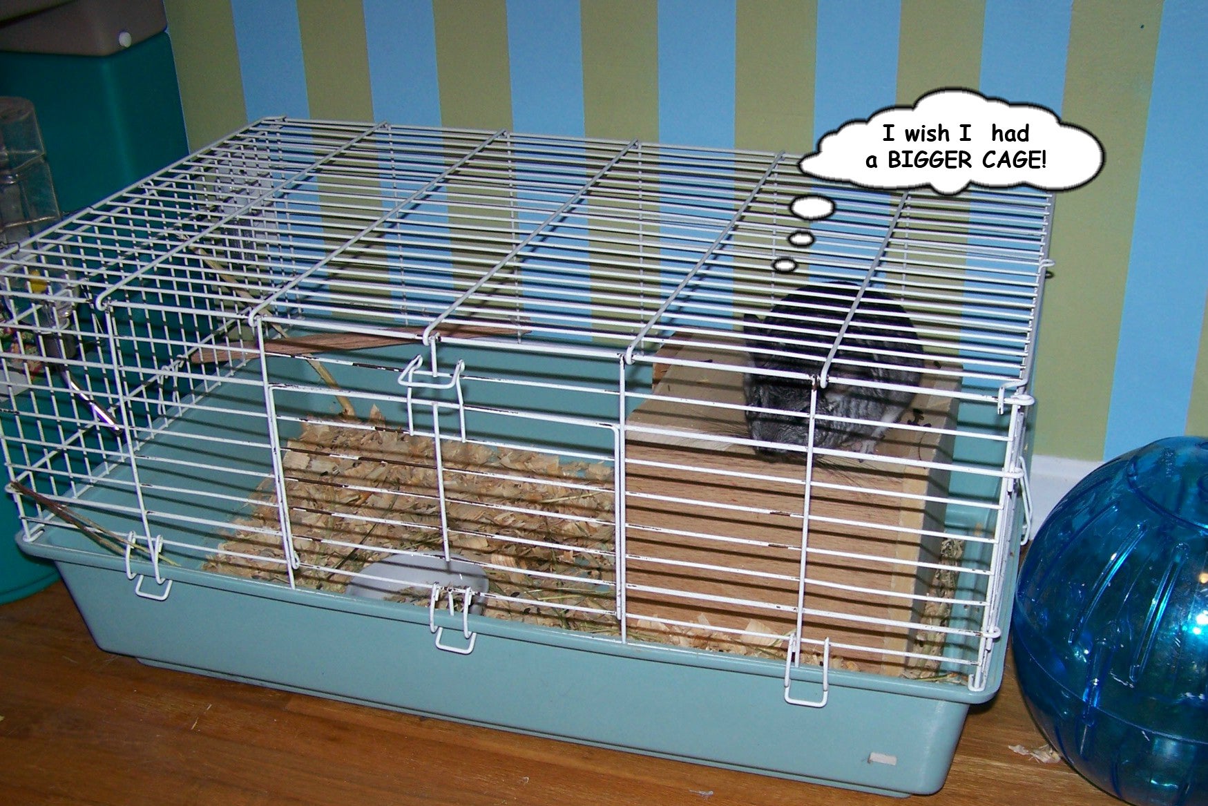 Make Your Chinchilla's Cage Bigger. 6 Steps (with Pictures
