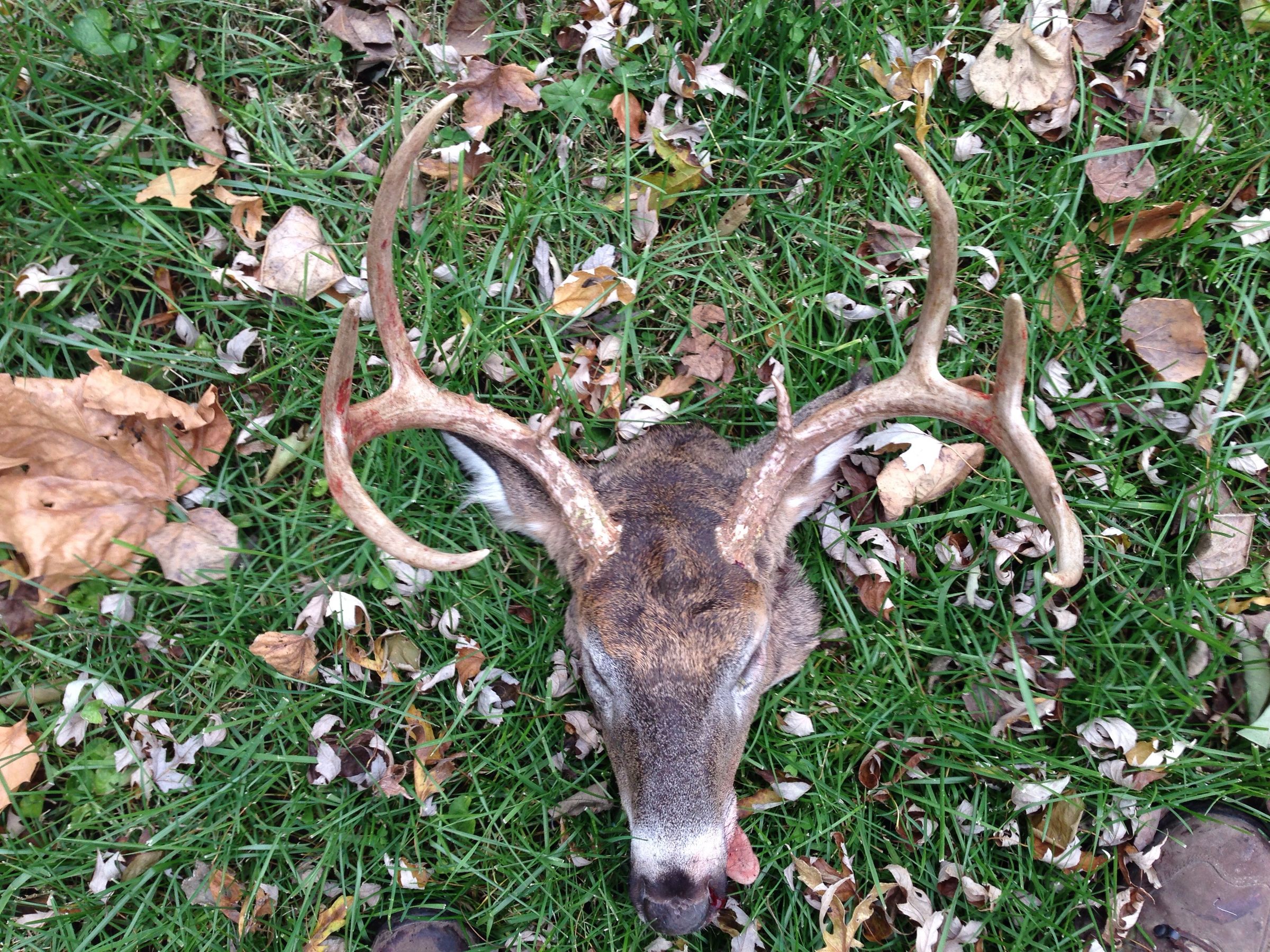 European Mounted Deer 10 Steps Instructables