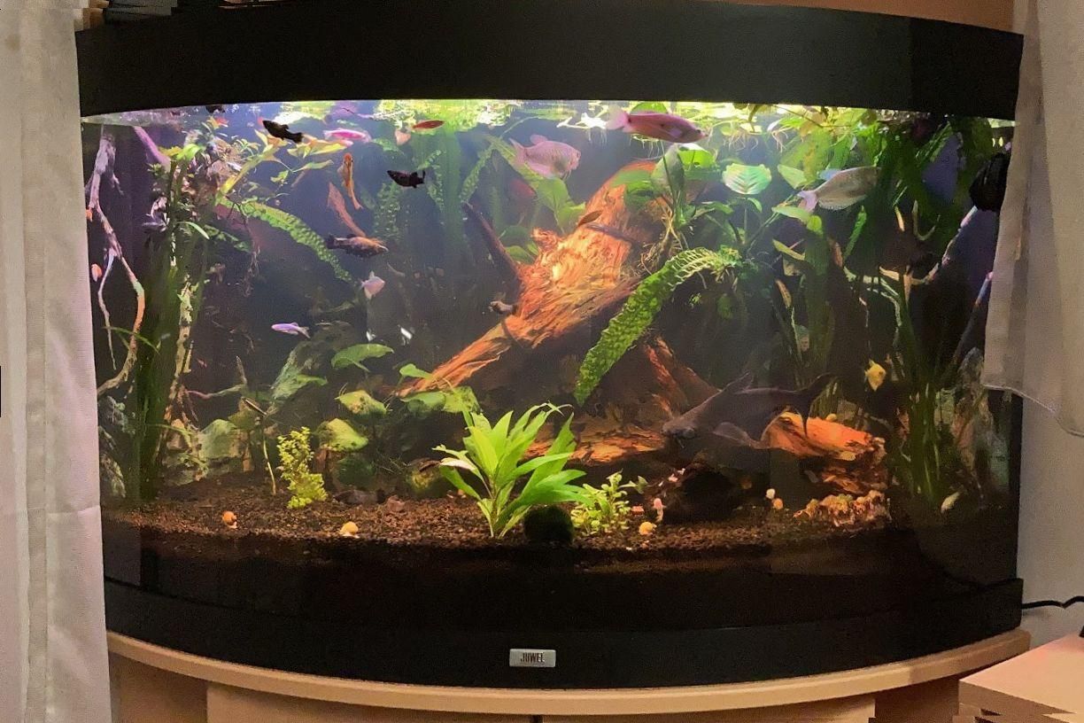 aquarium for beginners