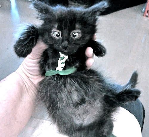tiny kitten harness