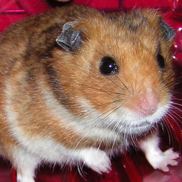 how to find a hamster that got loose