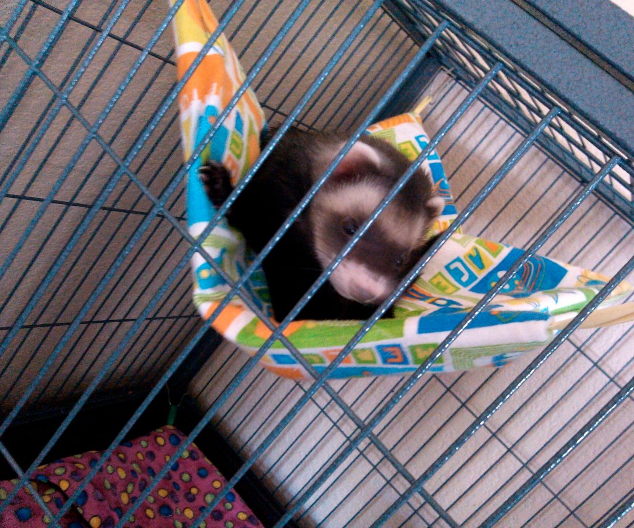 ferret snuggle sack
