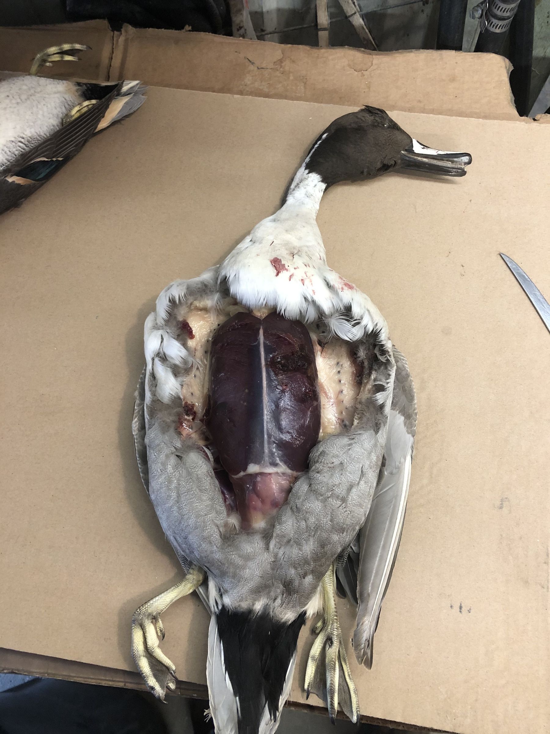 Nice Tips About How To Clean A Wild Duck Warningliterature